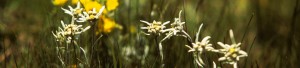 Kirghyz Flora
