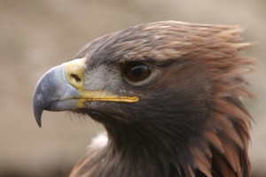 Birding and wildlife in Kyrgyzstan